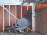 SK-11-03504-sssss